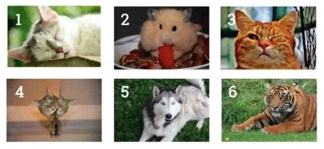 image showing captcha style image of 6 animals